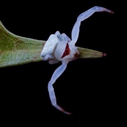 Masked Crab Spider (Thomisus labefactus )