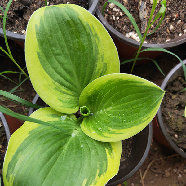 Hosta 'Margaret eyre'