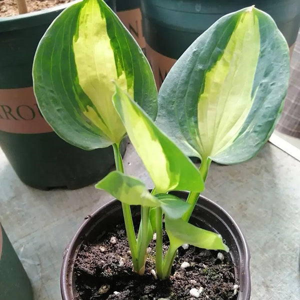 Hudson Bay Hosta