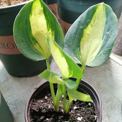 Hudson Bay Hosta
