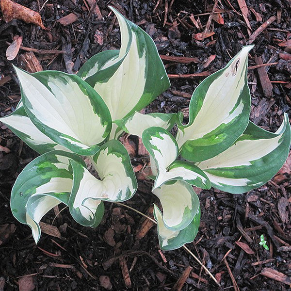 Christmas Candy Hosta
