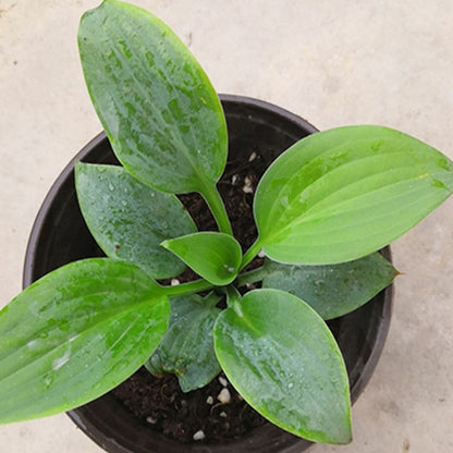 Fragrant Blue Hosta