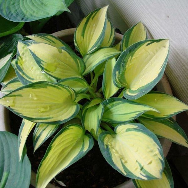 Hosta ‘Great expectations'