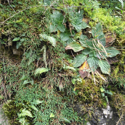 Selaginella sinensis