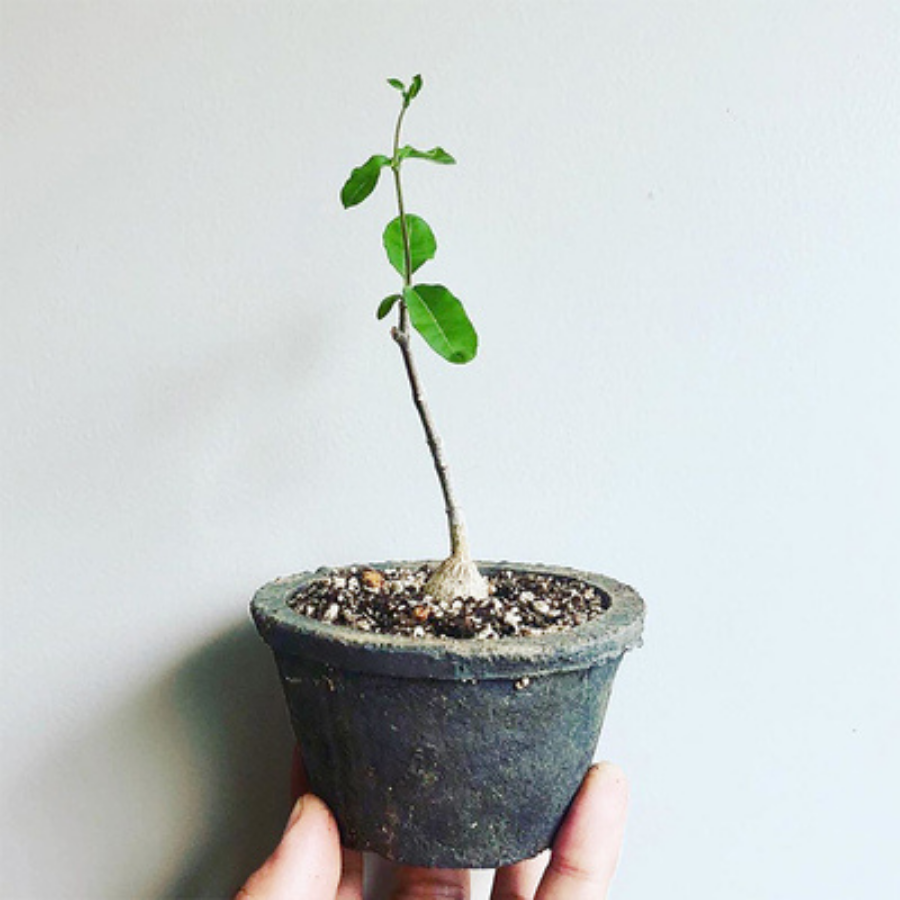Fockea edulis
