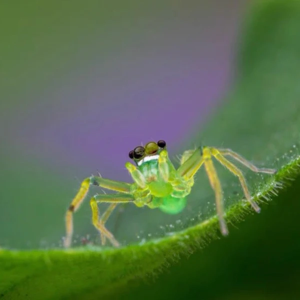 Jumping Spider（Onomastus sp）