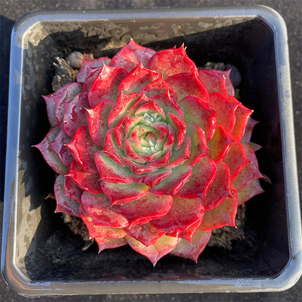 Echeveria hyalina X longissima