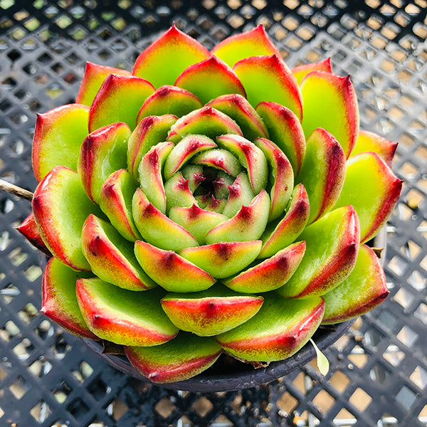 moon rock succulent Echeveria 'Moon Stone' for Sale