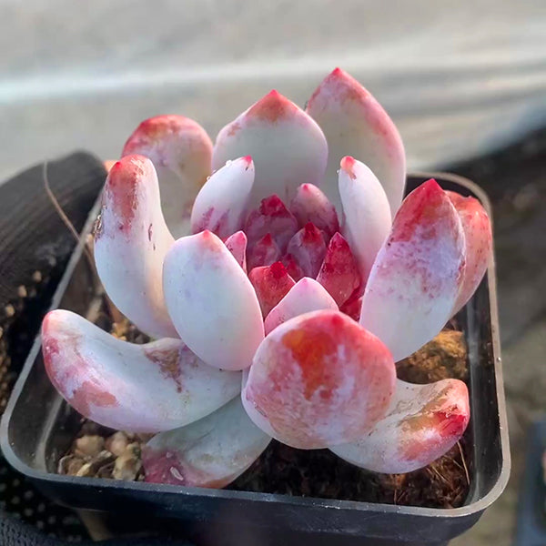 Echeveria 'Snow Angel'