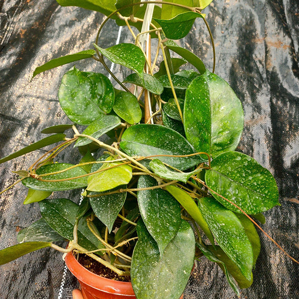 Hoya jianfenglingensis