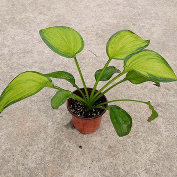 Guacamole Hosta