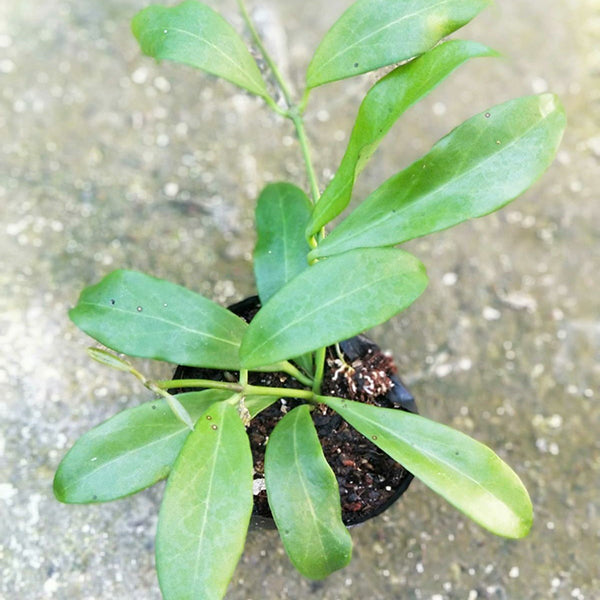 Hoya rosarioae