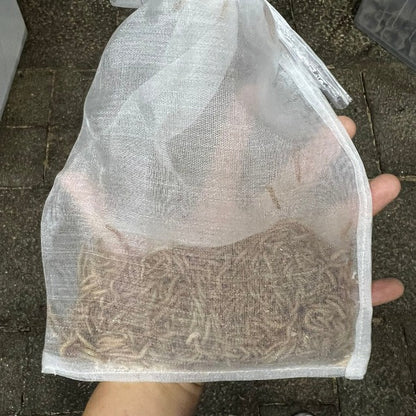 Tenebrio molitor (Mealworm)