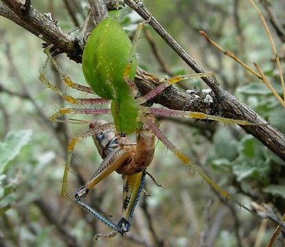 Lynx Spider (Oxyopes daksima)