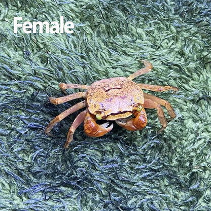 Red Apple Crab ( Metasesarma aubryi )