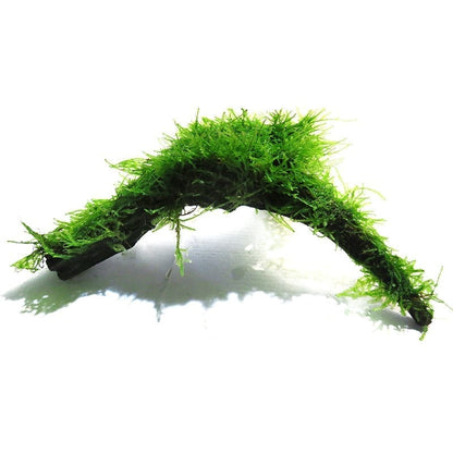Moss on Driftwood