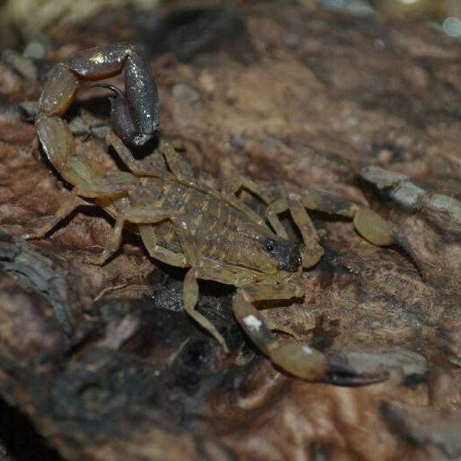 Chinese Swimming Scorpion (Lychas mucronatus)