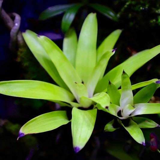 VRIESEA 'White Cloud' (Bromeliad Neoregelia)