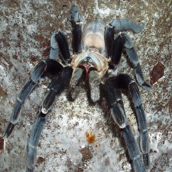 Chinese Giant Black Earth Tiger (Selenocosmia hainanum)