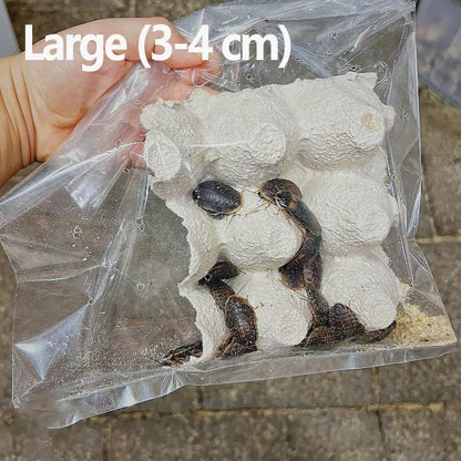 Dubia Cockroach