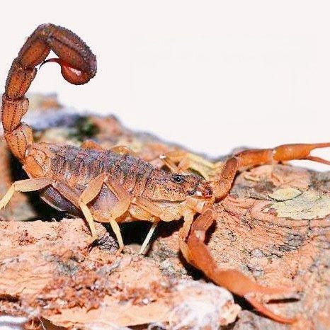 Congo red alligator back scorpion (Hottentotta hottentotta)