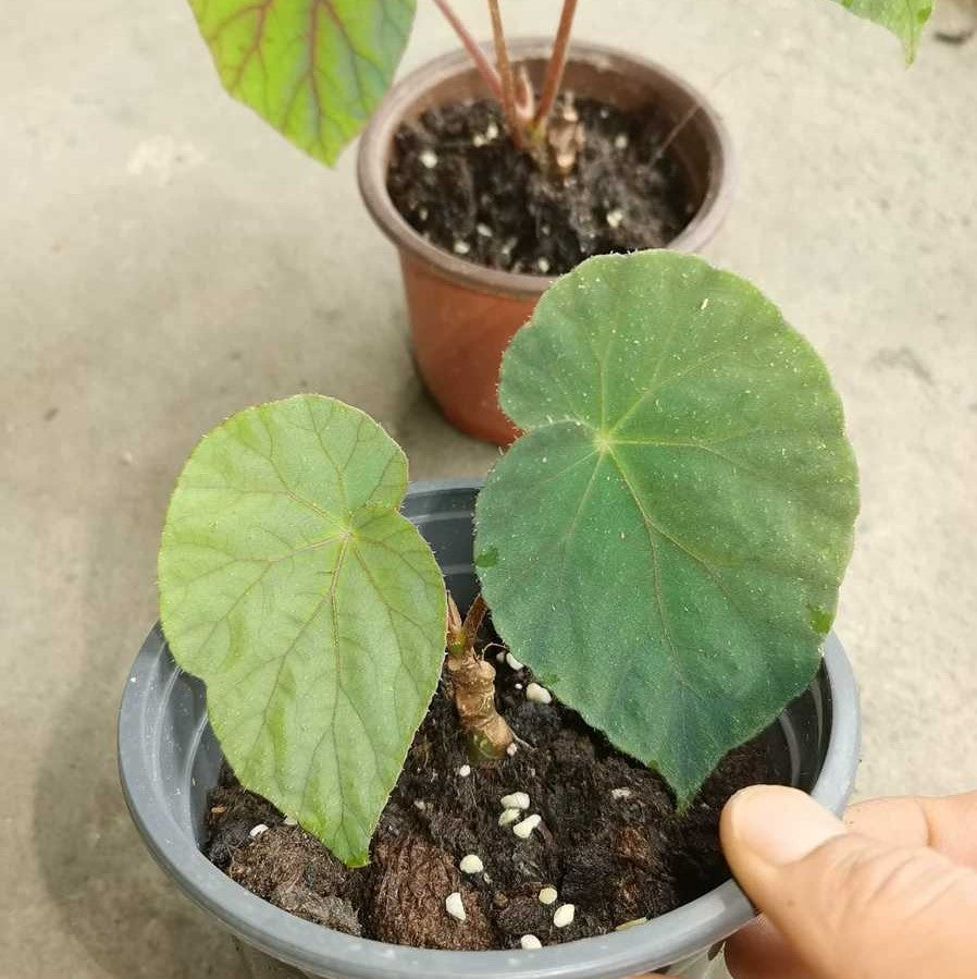 Blue Reflection Begonia (Begonia sp)