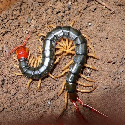 Chinese Red Head Centipede (Scolopendra mutilans)