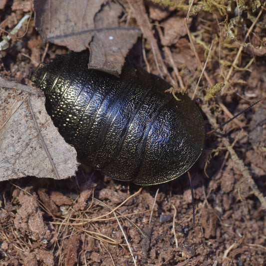 Corydidarum magnifica Copper Var.