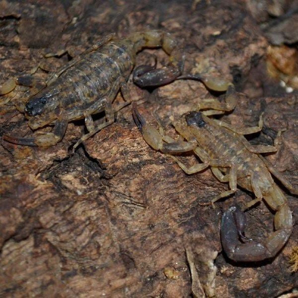 Chinese Swimming Scorpion (Lychas mucronatus)