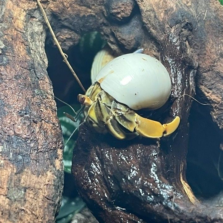 Ecuadorian Hermit Crab(Coenobita compressus)