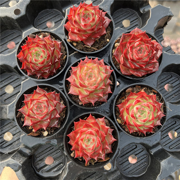 Echeveria hyalina X longissima