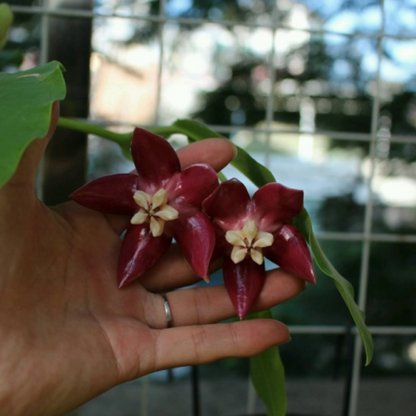 Hoya imperialis Red