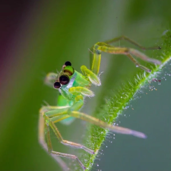 Jumping Spider（Onomastus sp）