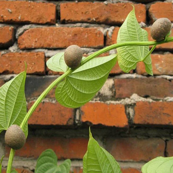 Dioscorea bulbifera