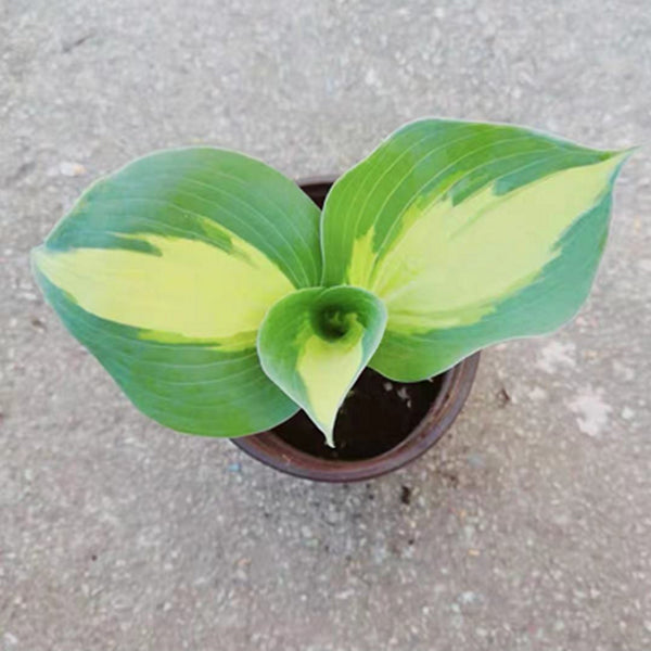 Hudson Bay Hosta