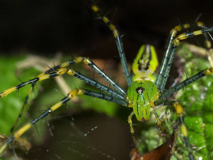 Lynx Spider (Oxyopes daksima)