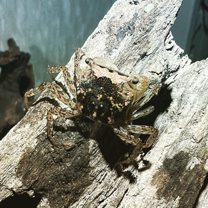 Batik Crab (Metasesarma obesum)