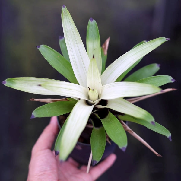 VRIESEA 'White Cloud' (Bromeliad Neoregelia)