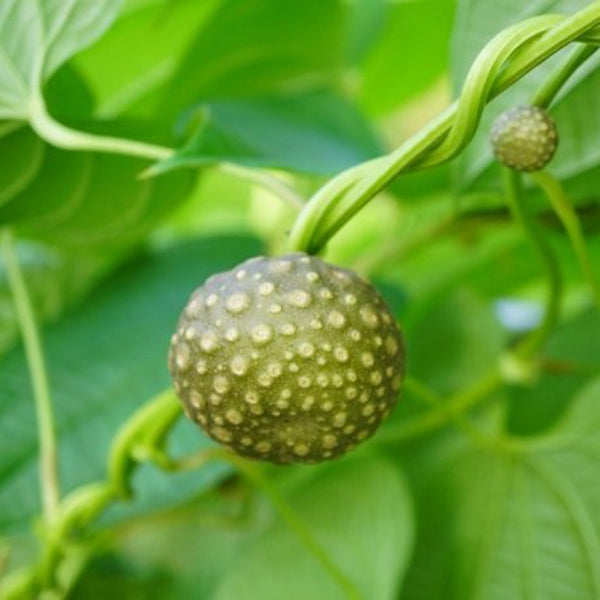 Dioscorea bulbifera