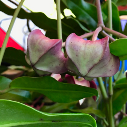 Hoya imperialis Red