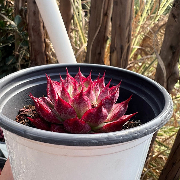 Echeveria hyalina X longissima
