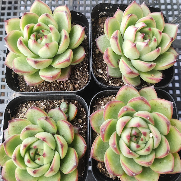 succulent moonstone plant Echeveria 'Moon Stone' for Sale