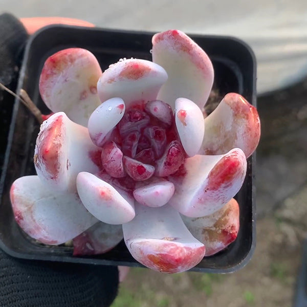 Echeveria 'Snow Angel'