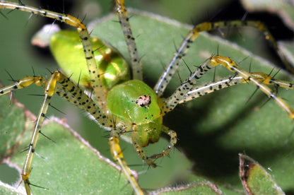 Lynx Spider (Oxyopes daksima)