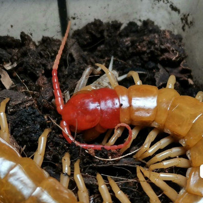 Chinese Red Head Centipede (Scolopendra mutilans var. white)