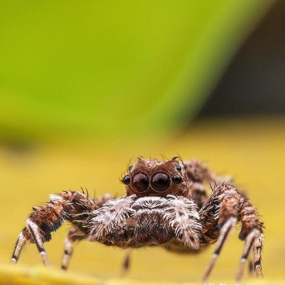 Jumping Spider (Portia sp.)
