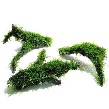 Moss on Driftwood