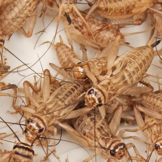 Cricket