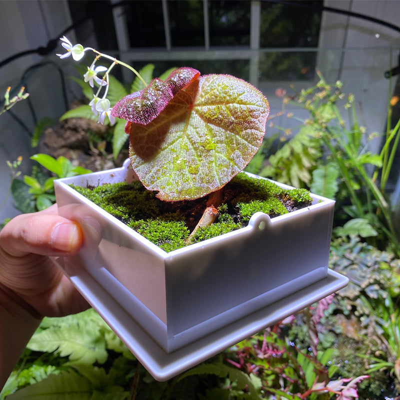 mantis terrarium plants Jumping Spider / Mantis Enclosure Cage Terrarium for Sale