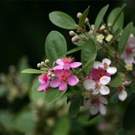 Rhodomyrtus tomentosa (Ait.) Hassk.